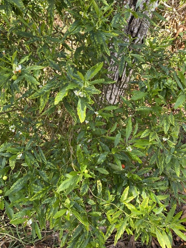 Solanum pseudocapsicum observed 2026-05-02