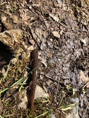 Desmognathus planiceps