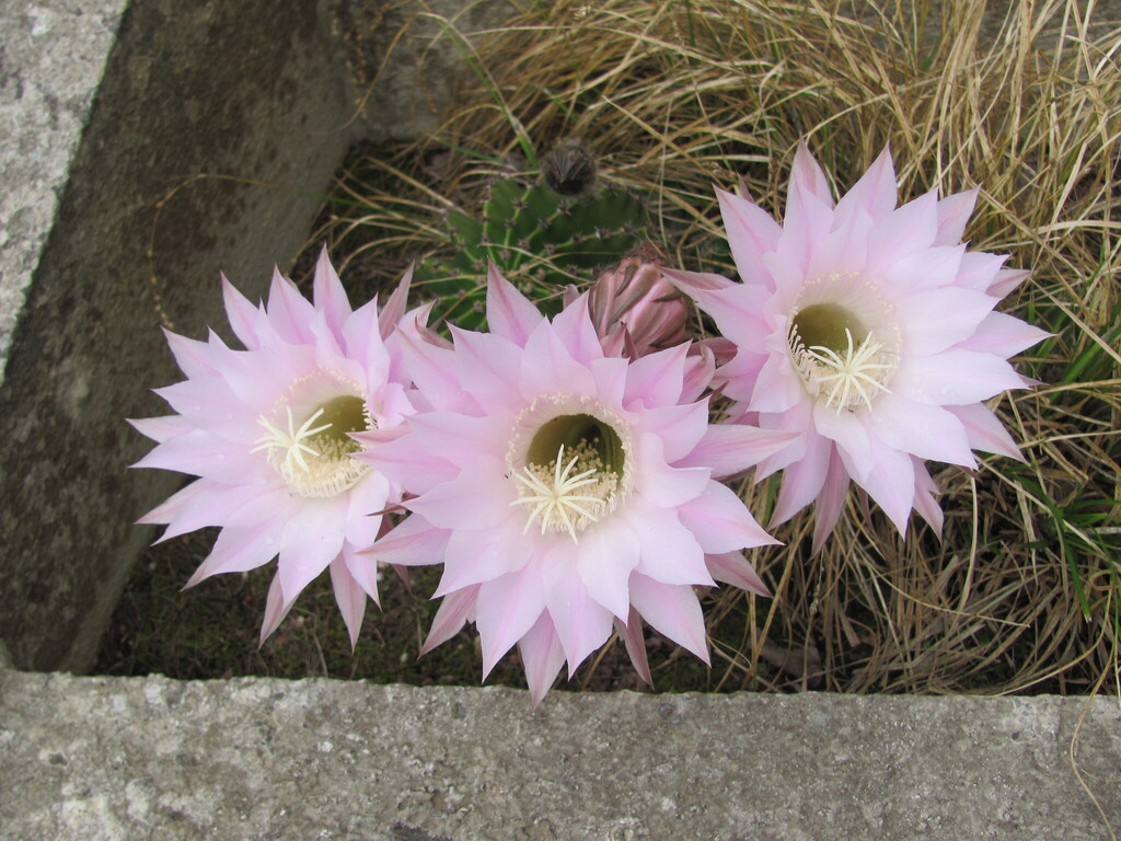 Ехінопсис — Echinopsis oxygona