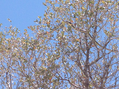 Masticophis lateralis lateralis