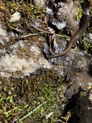 Desmognathus planiceps