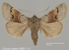 Cissusa valens