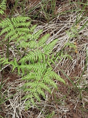 Pteridium revolutum