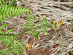 Pteridium revolutum