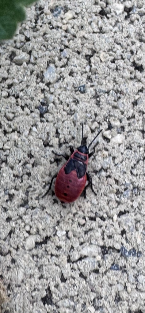 European Firebug from N Chaz Ct, Salt Lake City, UT, US on May 12, 2026 ...