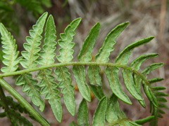 Pteridium revolutum