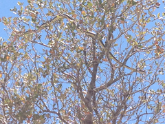 Masticophis lateralis lateralis