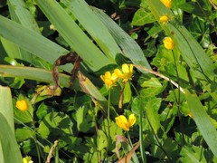 Ranunculus bulbosus aleae