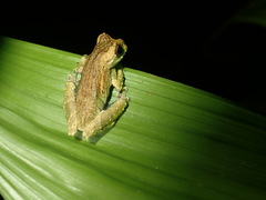 Dendropsophus kamagarini