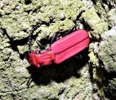 Cucujus cinnaberinus