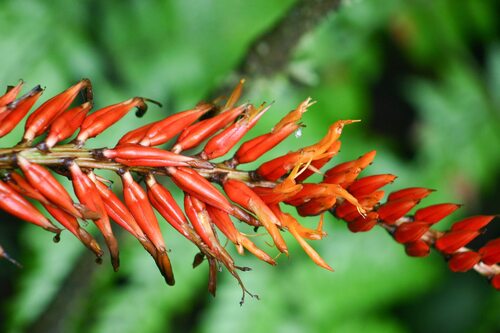 Pitcairnia brittoniana, photograph 2