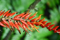 (c) Cody Hinchliff, some rights reserved (CC BY) Pitcairnia brittoniana, photograph (c) Cody Hinchliff, some rights reserved (CC BY)