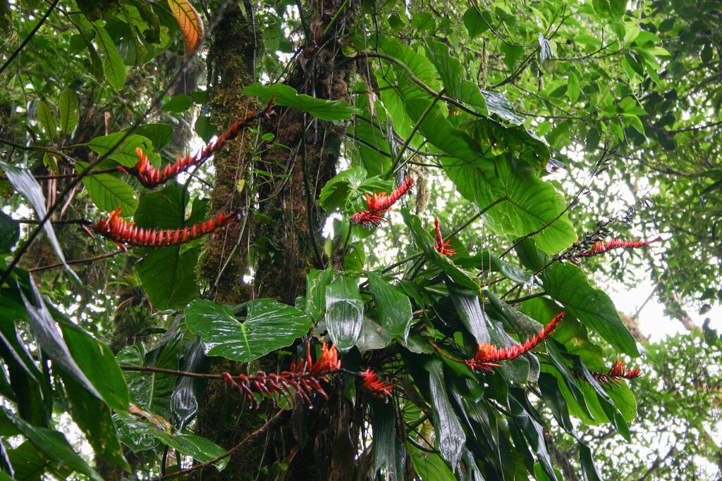 Pitcairnia brittoniana; photograph (c) Cody Hinchliff, some rights reserved (CC BY)