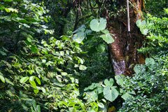 Philodendron schottianum, photograph Cody Hinchliff, CC BY, iNaturalist via GBIF