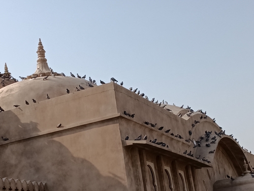 Feral Pigeon