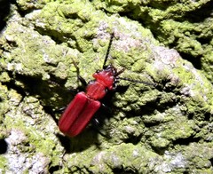 Cucujus cinnaberinus