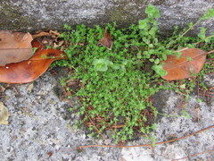 Wall Bedstraw (Galium murale)