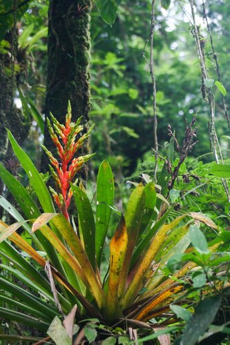 Guzmania scherzeriana