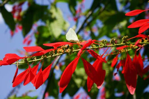 Warszewiczia coccinea