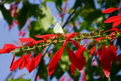 Warszewiczia coccinea