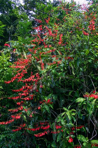 Warszewiczia coccinea, photograph 1