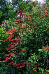 Warszewiczia coccinea, photograph (c) Cody Hinchliff, some rights reserved (CC BY)