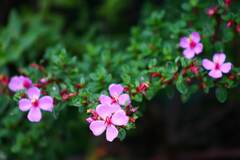 Monochaetum vulcanicum, photograph (c) Cody Hinchliff, some rights reserved (CC BY)