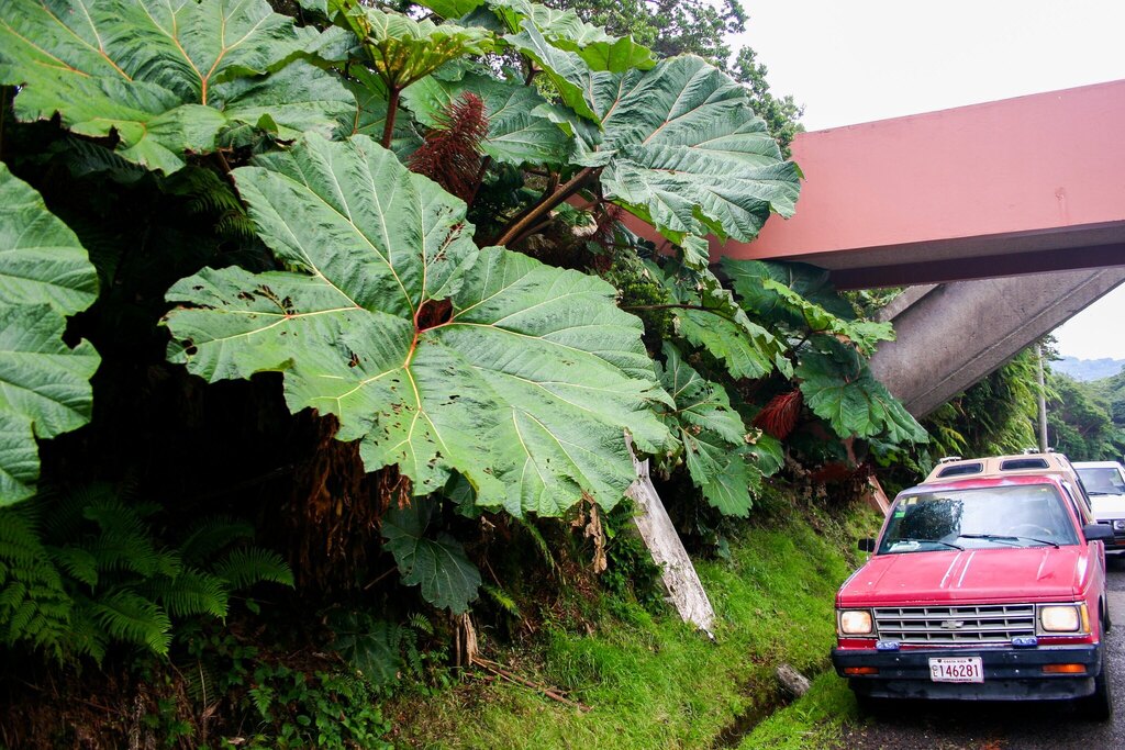 Gunnera insignis; photograph (c) Cody Hinchliff, some rights reserved (CC BY)