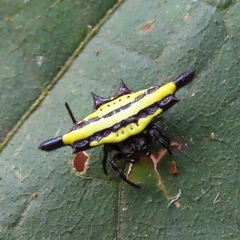 Gasteracantha diadesmia