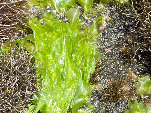 Ulva observed 2026-04-06