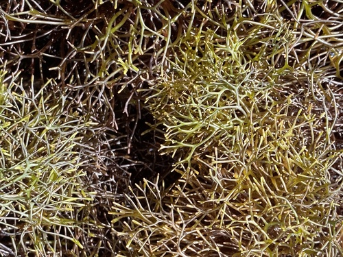 Ahnfeltiopsis observed 2026-04-06
