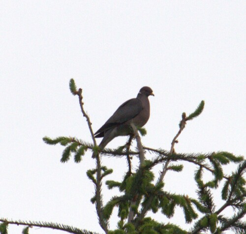 Band-tailed Pigeon observed by znot