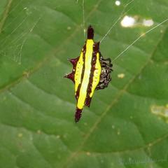Gasteracantha diadesmia