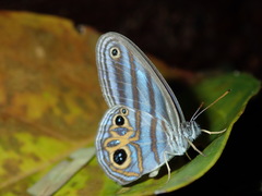 Chloreuptychia rectilinea