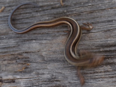 Plestiodon skiltonianus skiltonianus