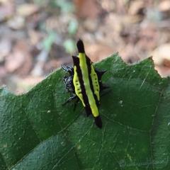 Gasteracantha diadesmia