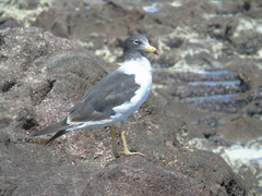 Larus belcheri