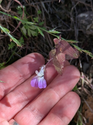 Collinsia multicolor, photograph 6