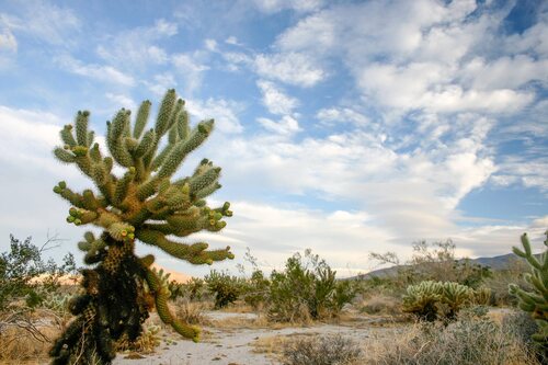 Teddy Bear Cholla