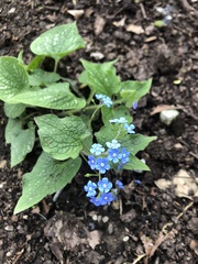 Brunnera
