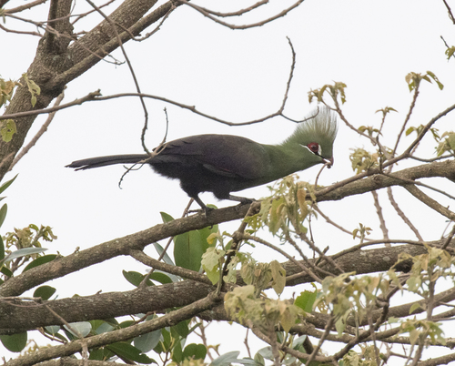 Guinea Turaco