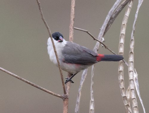 Black-crowned Waxbill (Estrilda nonnula), photo 9