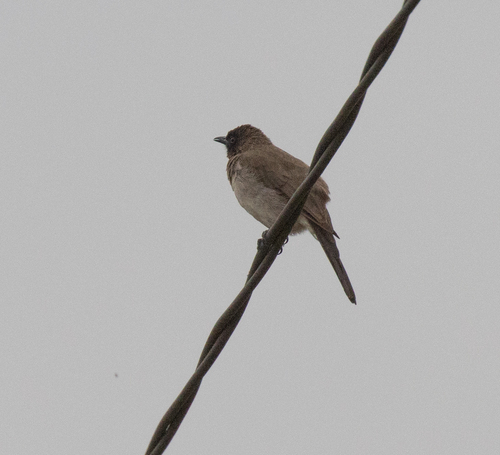 Common Bulbul