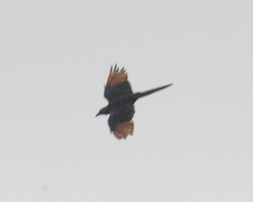 Neumann's Starling (Onychognathus neumanni), photo 4