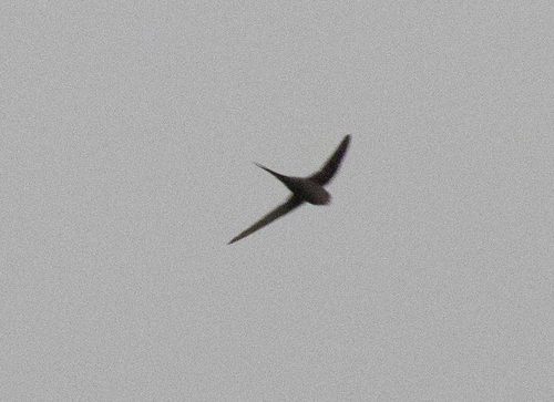 African Palm Swift