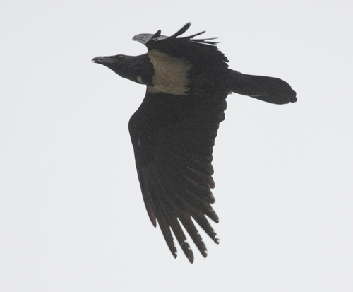 Pied Crow