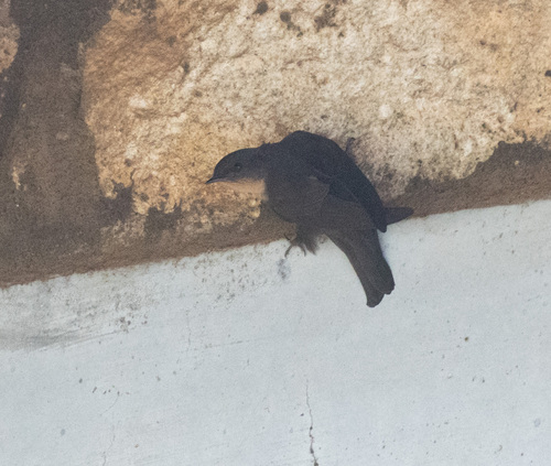 Red-throated Crag-Martin