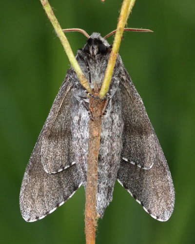 Pine Hawkmoth