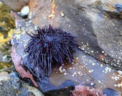 Heliocidaris crassispina