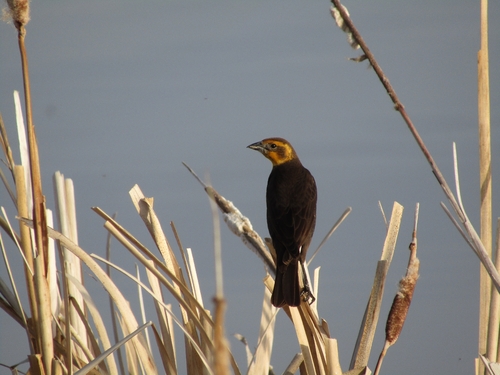 Yellow-headed Blackbird